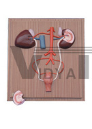 The model of horse kidney and urinary system 2 parts